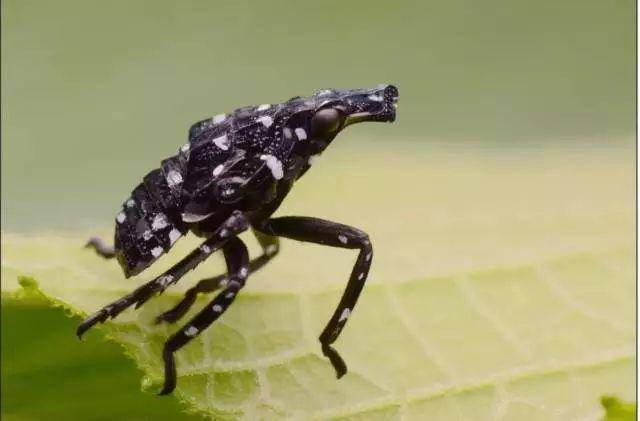 斑衣蜡蝉