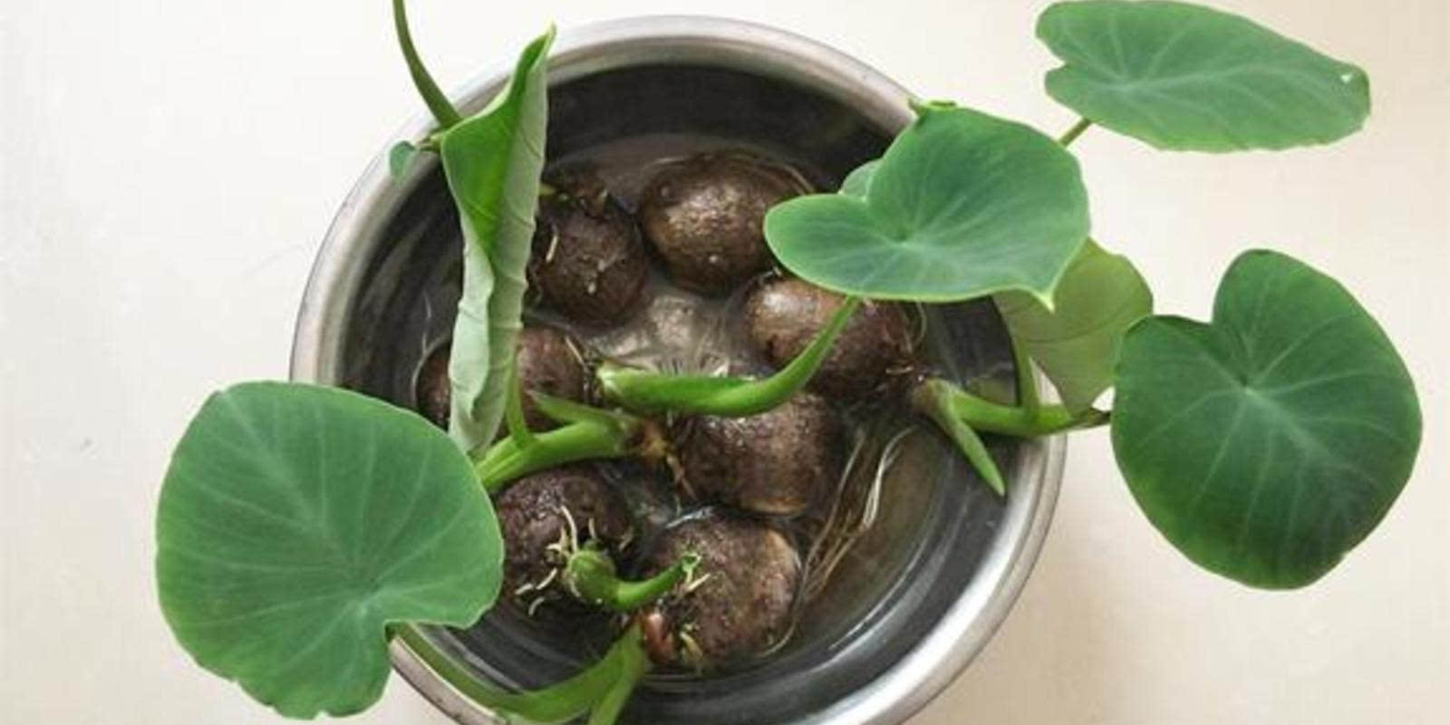 发芽的芋头随手扔在花盆里,长出来的比滴水观音还好看,试试吧!