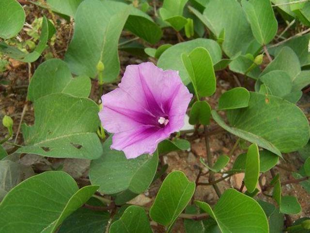 厚藤又名馬鞍藤,沙燈心,馬蹄草,鱟藤,海薯,走馬風,馬六藤,白花藤(浙江