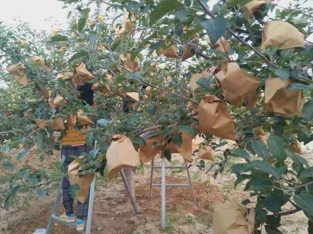 尚仙果园带您观赏苹果开花套袋过程!