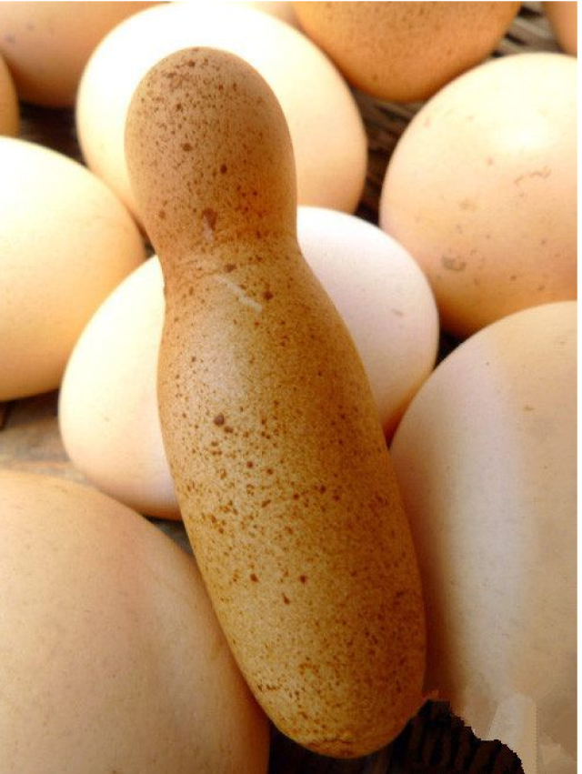 管型蛋,又称无黄蛋,蛋体小,因输卵管上部分遭病毒感染而产生.