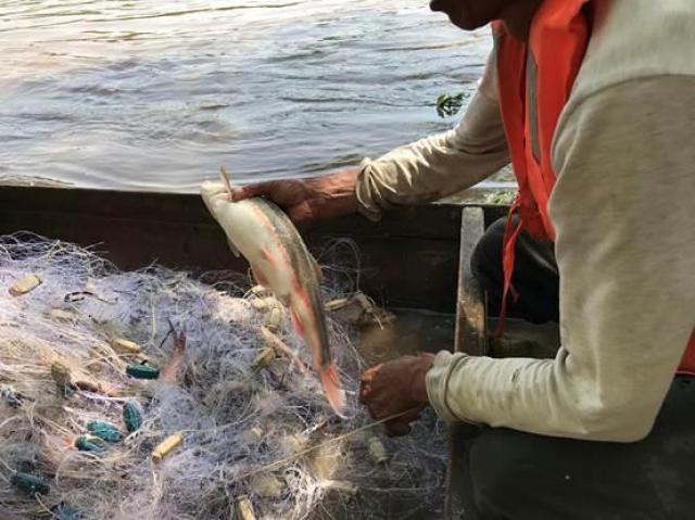 现在,为了保护绥芬河的滩头鱼野生资源,每年东宁市都要往河里投放鱼苗