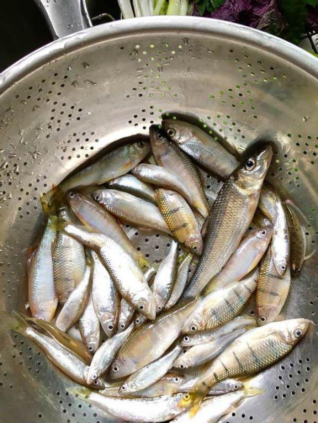 家旁边的小河里涨水,回水窝里钓奇鱼