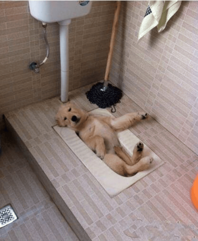 我已经是一条废狗了,不要拉我