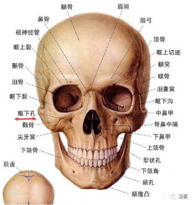 即下面骨骼图中眶下孔所在的位置