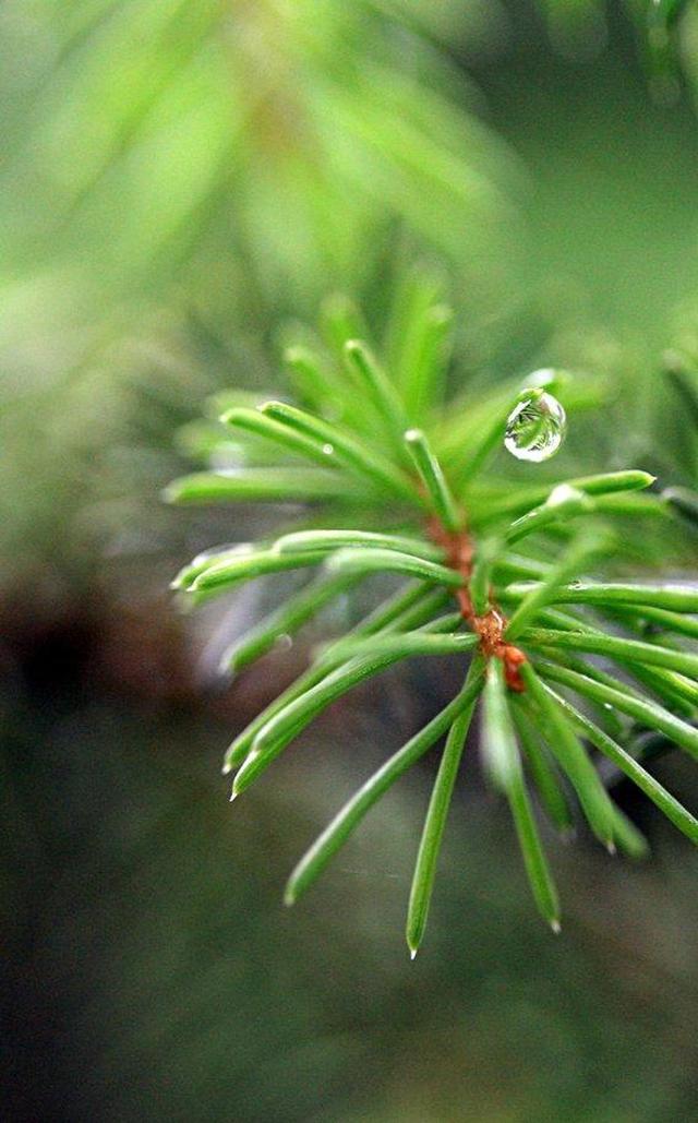 墙头雨细图片