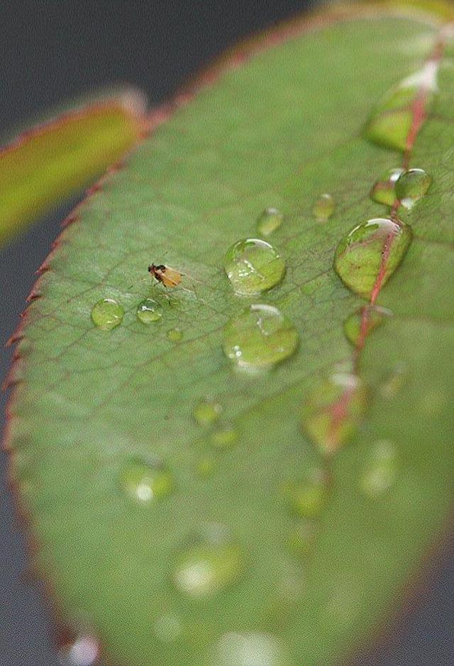 墙头雨细图片