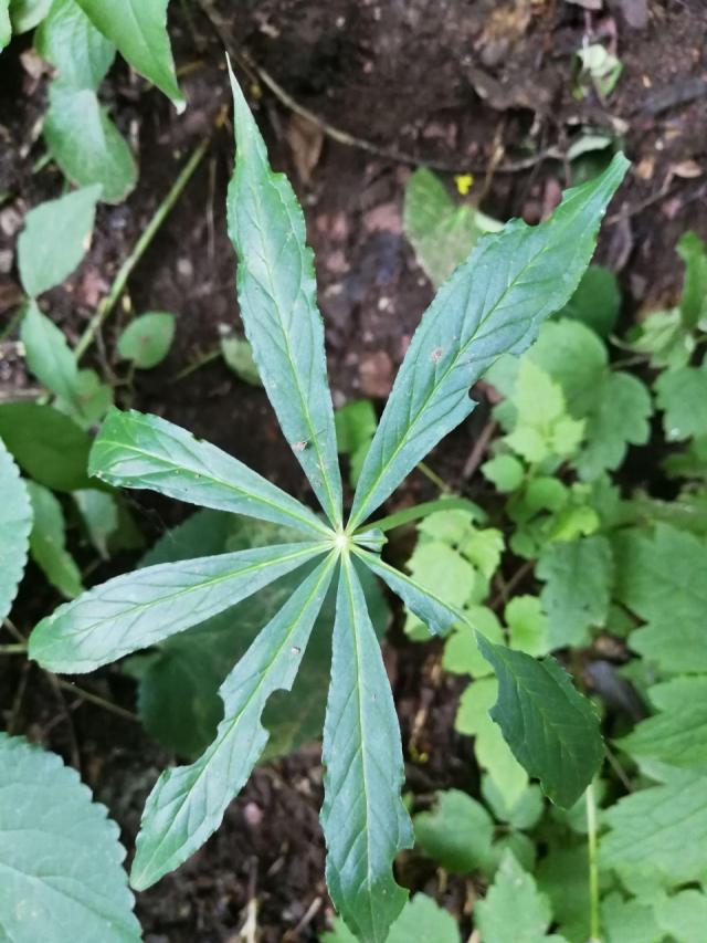 紧俏药材,块茎有毒,能吸收空气的苯,三氯乙烯!