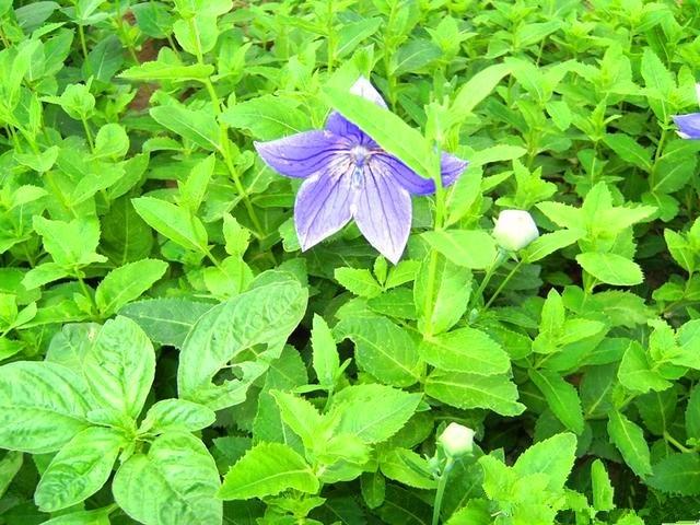 在农村用这种草能做出可口的消暑佳品