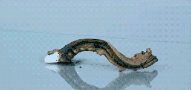 一条蛇突然吓人的动图图片