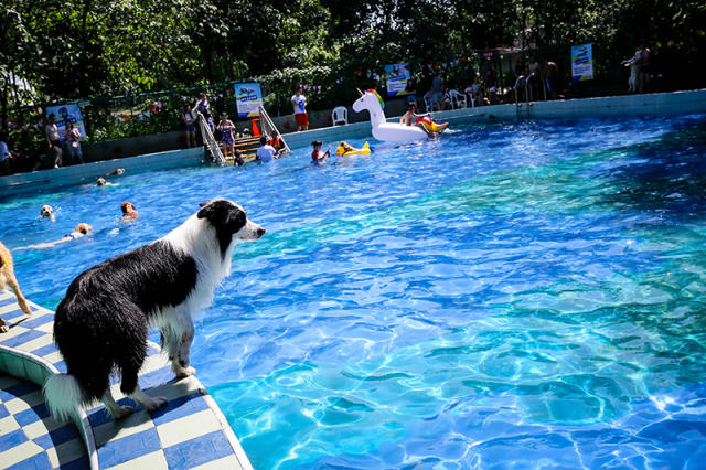 一见到水,百名狗狗和主人都嗨到灵魂互换-宠物频道-手机搜狐