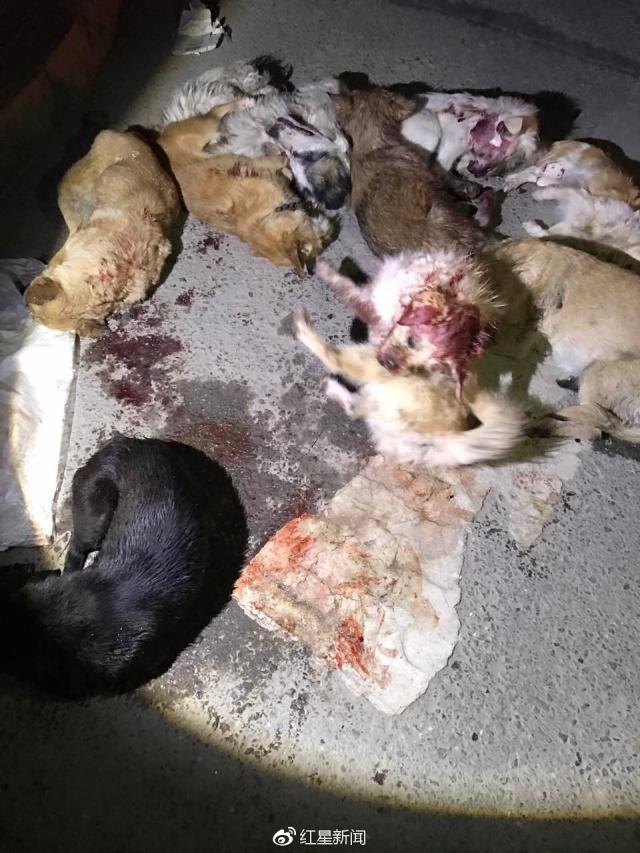 网曝榆中城管残忍棒杀流浪狗 官方道歉