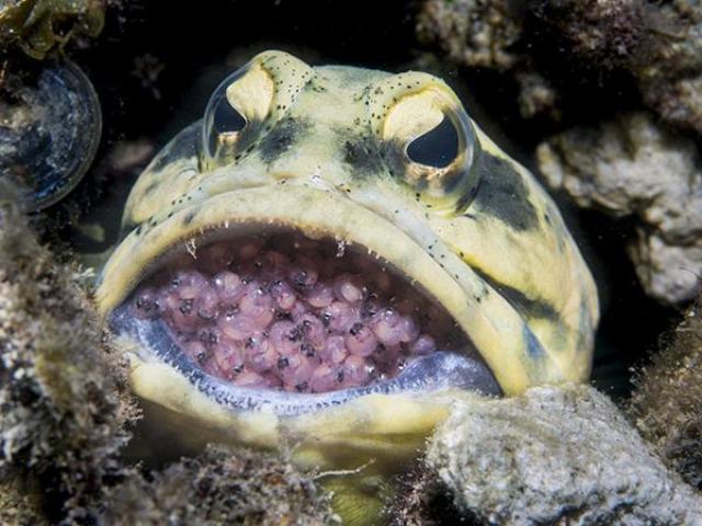 在這魚的嘴裡一般含有數百顆魚卵,在孵化過程中,雄性大顎魚還必須保持