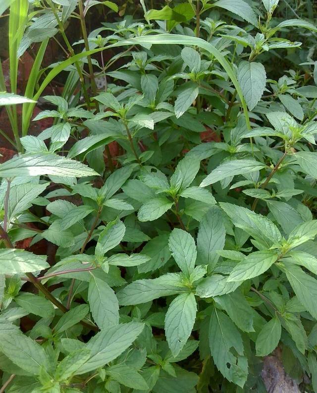 农村药草植物大全图片