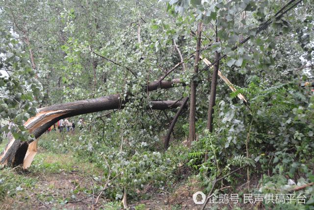 安徽宿州:狂风暴雨突袭萧县 数十棵大树拦腰折断
