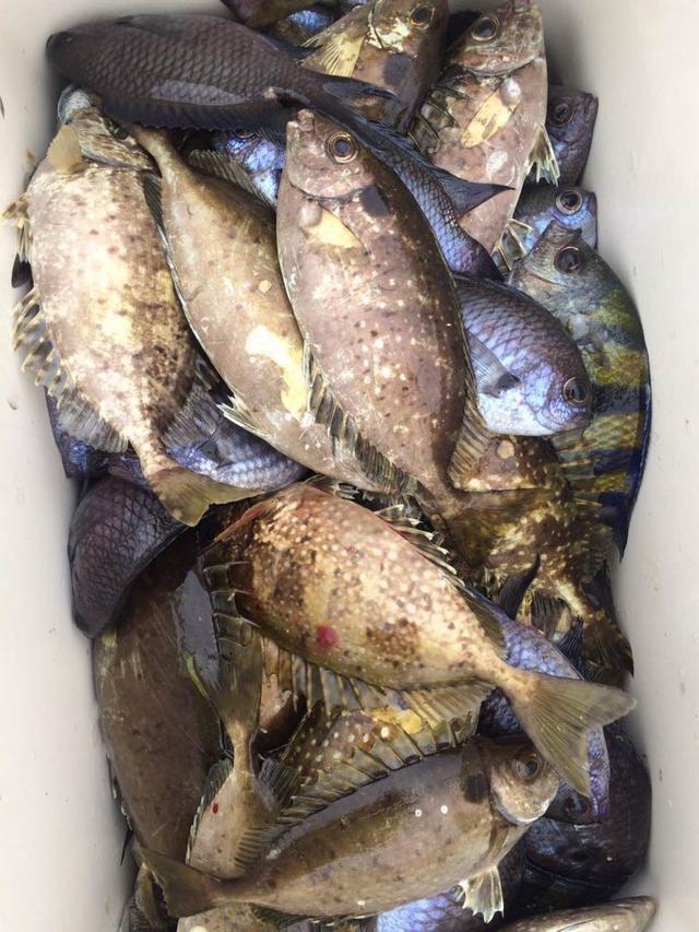 这种大小的泥猛鱼刚刚好.