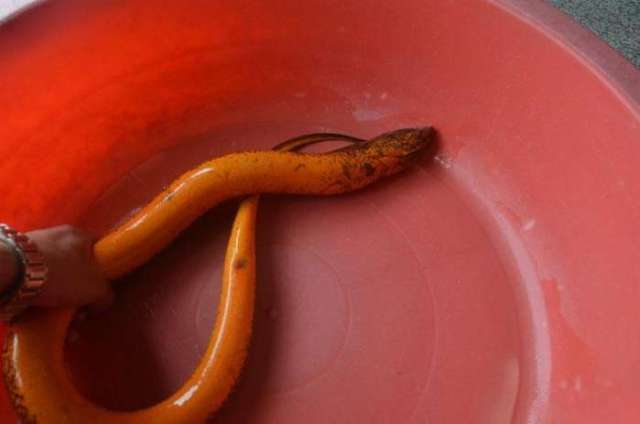 钓到一条1.96斤黄鳝, 想起小时候"化骨龙"的传说