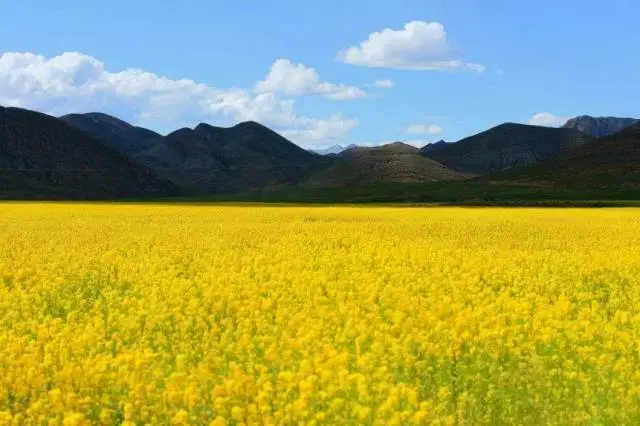 电脑上wap网:七月 想念西藏那片油菜花-旅游频道-手机搜狐