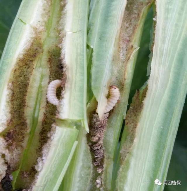 玉米螨虫危害图片图片