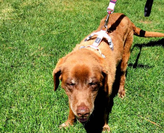 美国一只老猎犬在山中迷失九个月,终于找到了主人