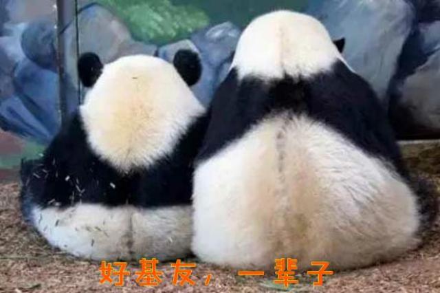 熊猫滚滚表情包,阅读一分钟,开心一整天,超值!