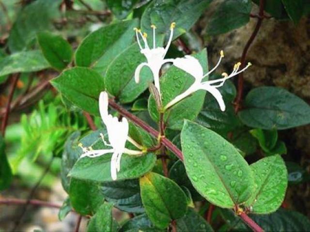 苗木宝小百科:10款既可观赏又可作药材的藤类植物-频道-手机搜狐