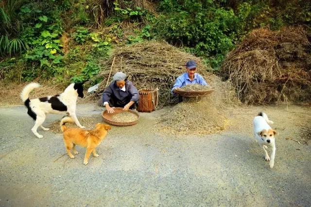 乡愁,就是一碗乡村夏日酱豆香