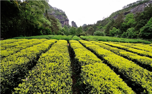 武夷岩茶的十大山场