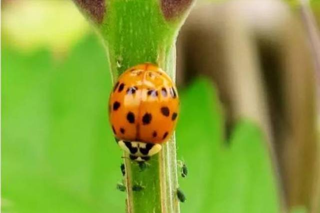 七星瓢虫捕食蚜虫