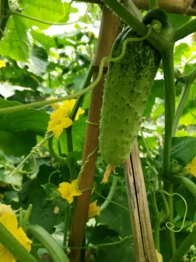 压架黄瓜偏有致,田家风景绘真情