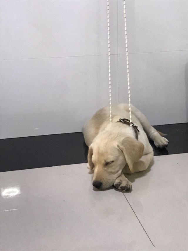 拉布拉多犬在家自己上吊了