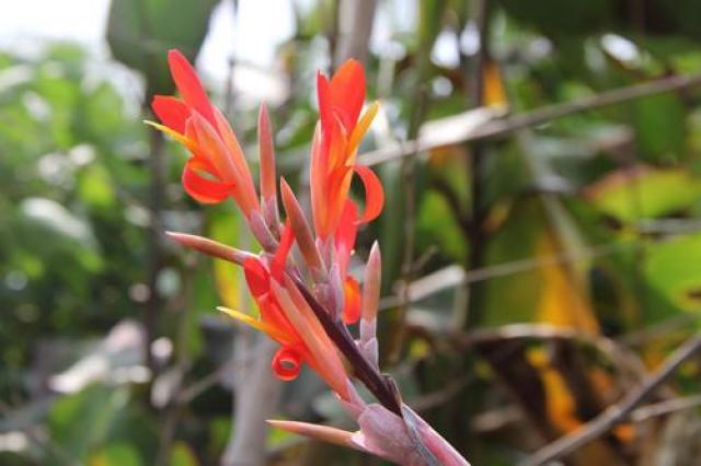 农村这种番鬼芋头很多人没吃过发酵后能酿酒