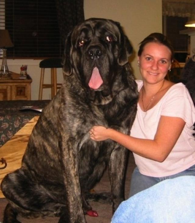 超乎想像!你绝对无法养在室内的超巨型犬