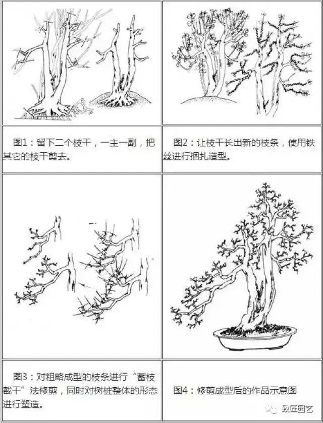 树桩盆景制作图解