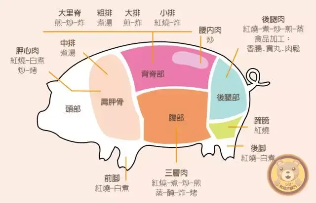 猪结构图位置图及器官图片