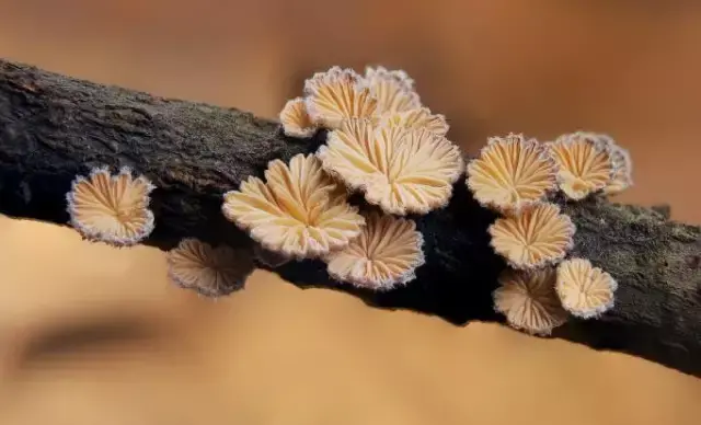 采雀草图片欣赏图片