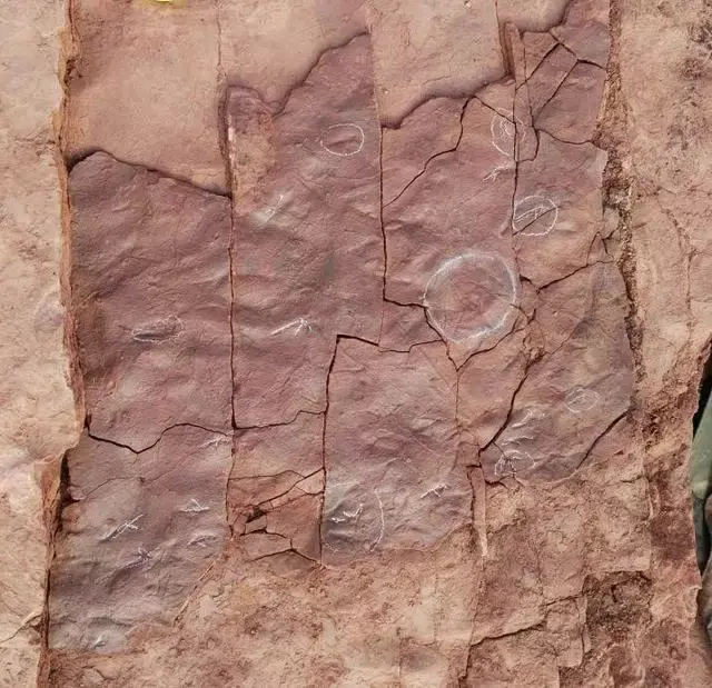 翼龙脚印3 (浙江自然博物馆提供)