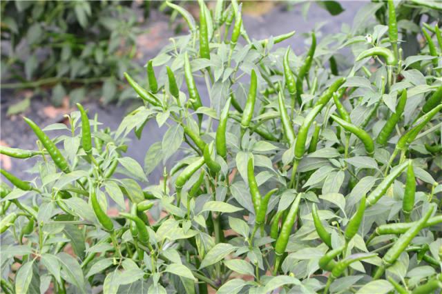 长势喜人的小米椒特写