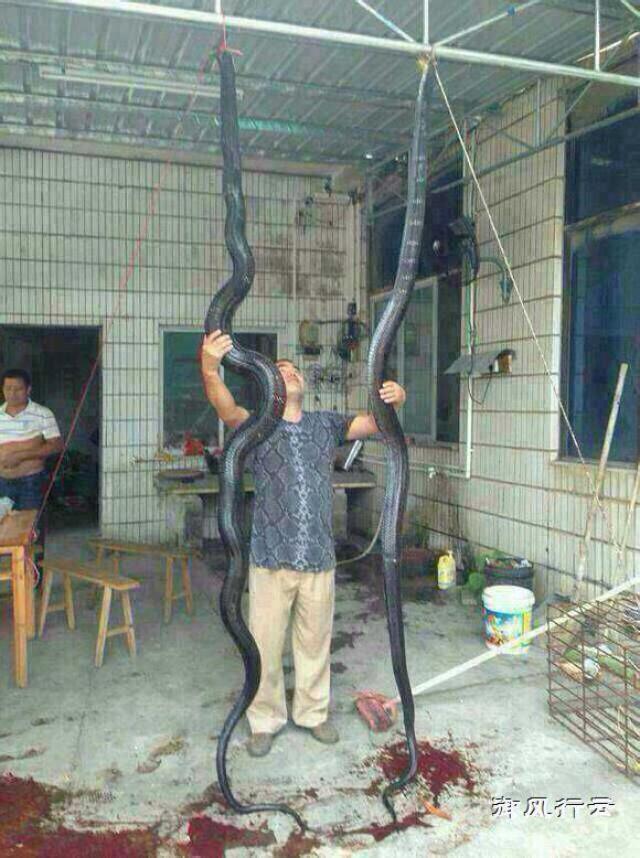 十大毒蛇之王图片