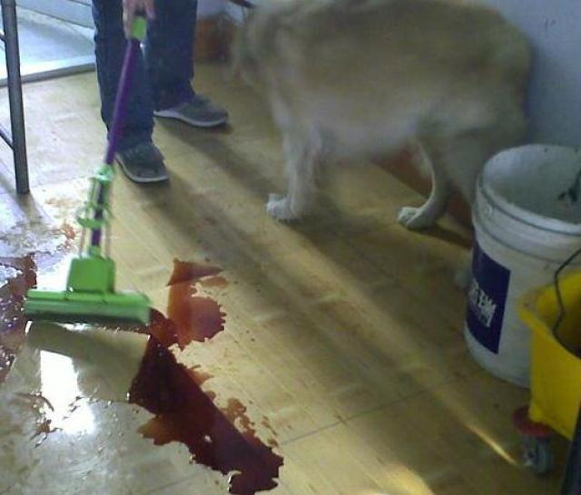 别以为狗狗吃洋葱是小事,分分钟尿血!