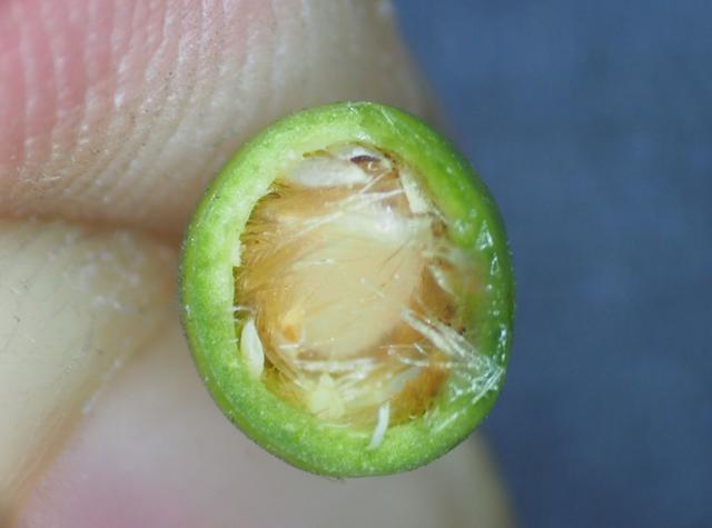 野蔷薇: 篦齿托叶倒钩刺,呈束花柱白花瓣
