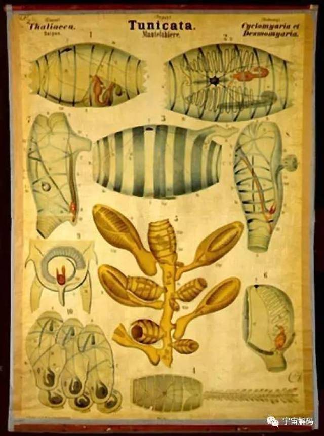 樽海鞘,深海异形竟是人类的一大救星啊