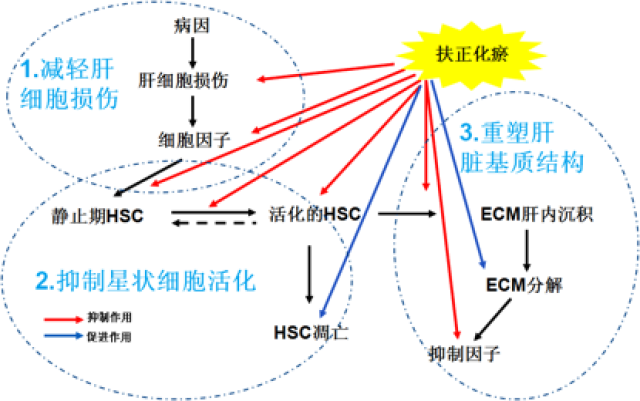 因此,該藥主要用於各種原因引起的肝纖維化與早中期肝硬化等,具有活血