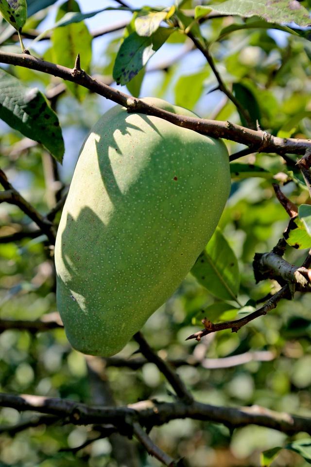 深山农民快速繁育药用木瓜年"薪"30万元