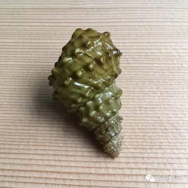 100种螺图片大全,50种珍稀海螺,十种不能吃的螺图片_大山谷图库