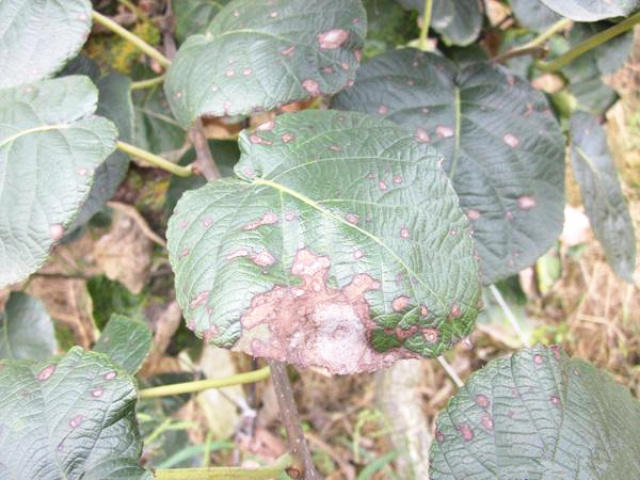 猕猴桃刚熬过高温,不要让"褐斑病"钻了空子