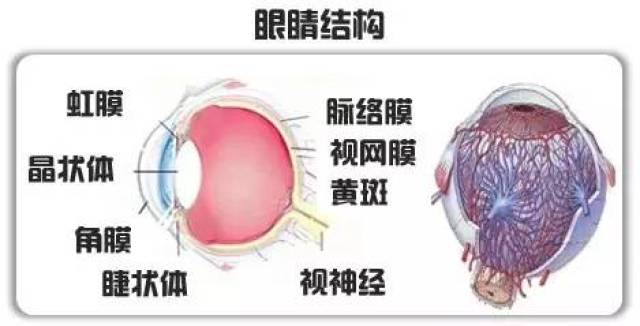 保养眼睛你做对了吗?