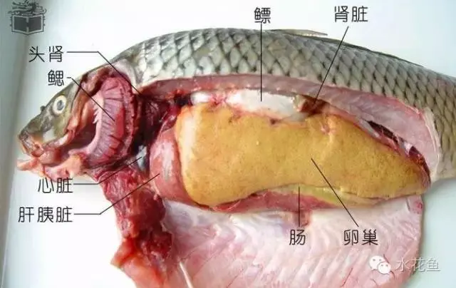 鱼的内部结构图片名称图片