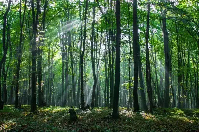 地址:雲南省昆明安寧市龍溪路(龍源山莊附近) 鳳山森林浴場 門票:10元