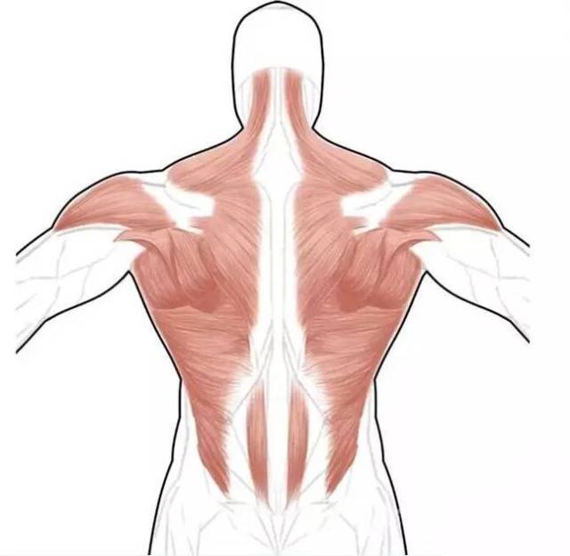 人体有一块最能彰显男性力量的肌肉 那就是背阔肌!